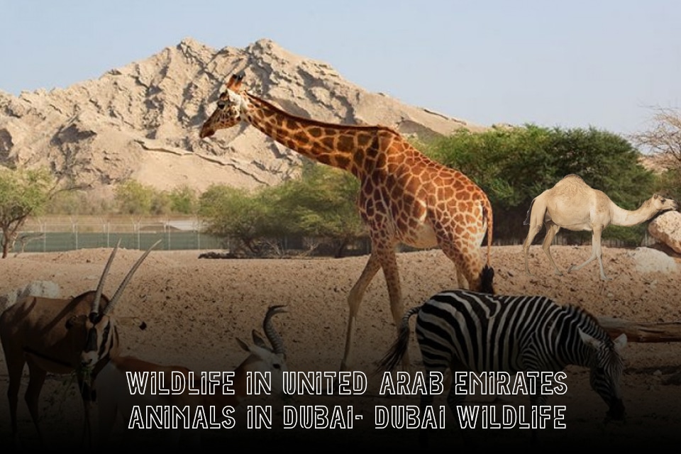 Animals in Dubai